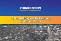 Cara Budidaya Ikan Bandeng di Kolam Terpal